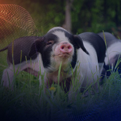 农兽残快检方案